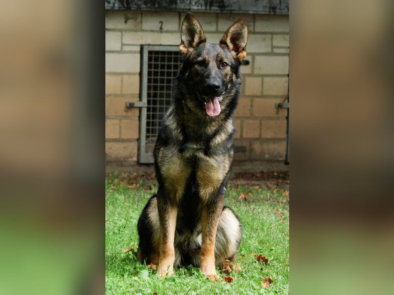 Deutscher Schäferhund