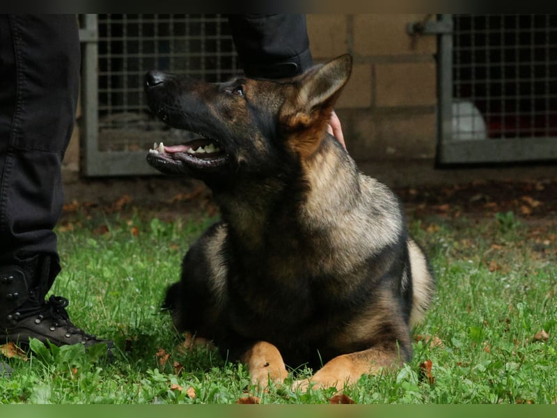Deutscher Schäferhund