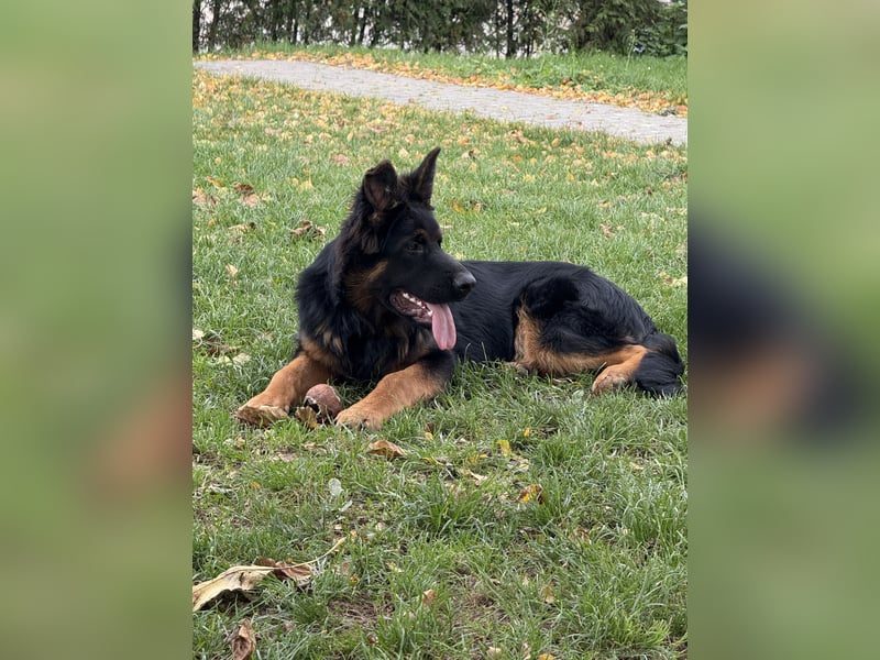 Langhaar Schäferhund