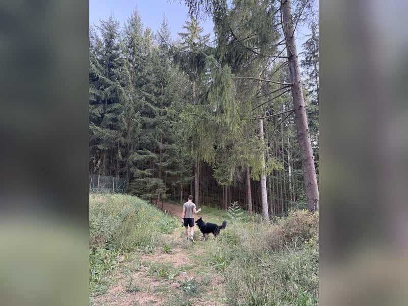 Deutscher Schäferhund