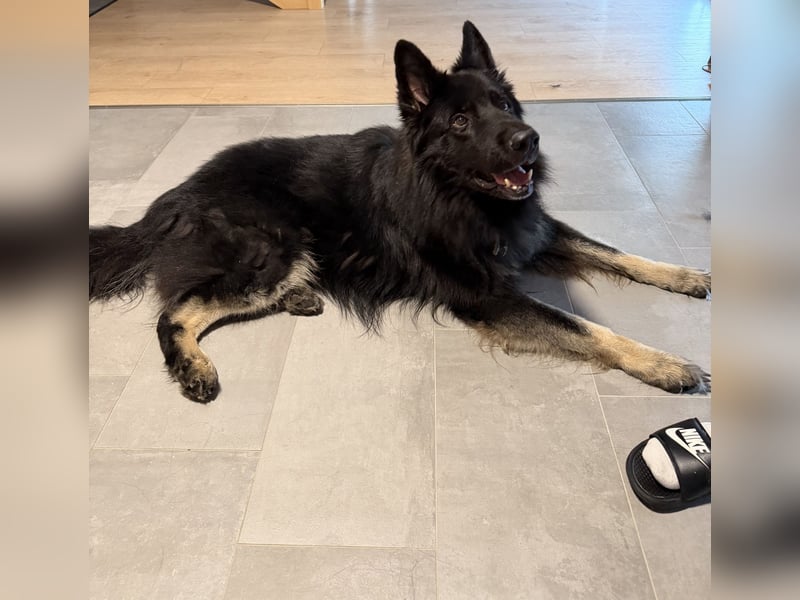 Deutscher Schäferhund