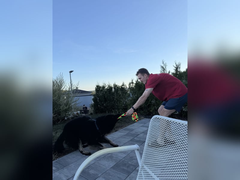 Deutscher Schäferhund