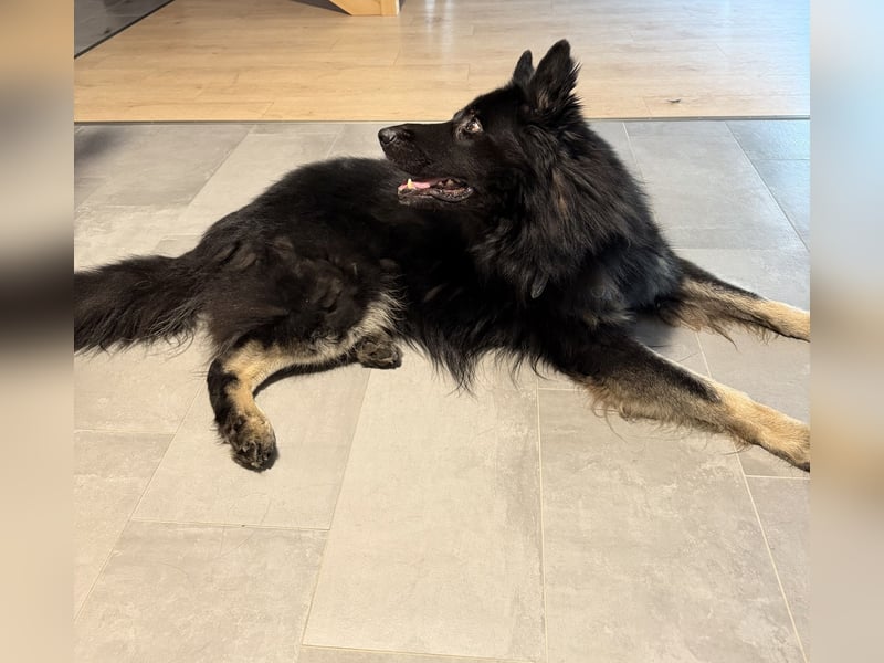 Deutscher Schäferhund