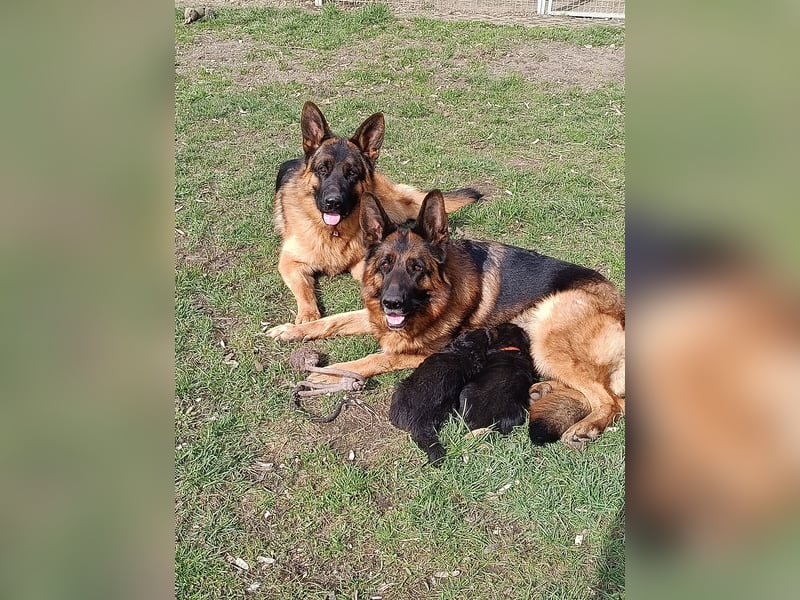 Deutscher Schäferhundewelpe Hündin