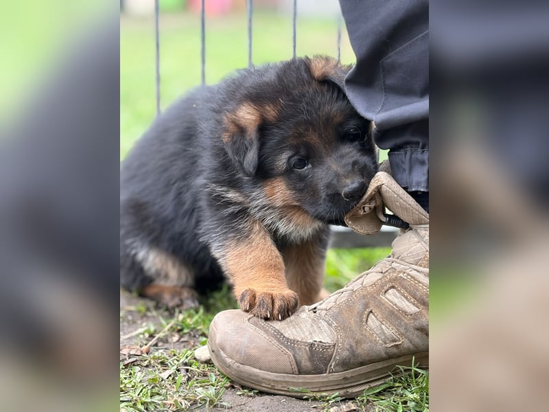 Deutscher Schäferhundewelpe Hündin