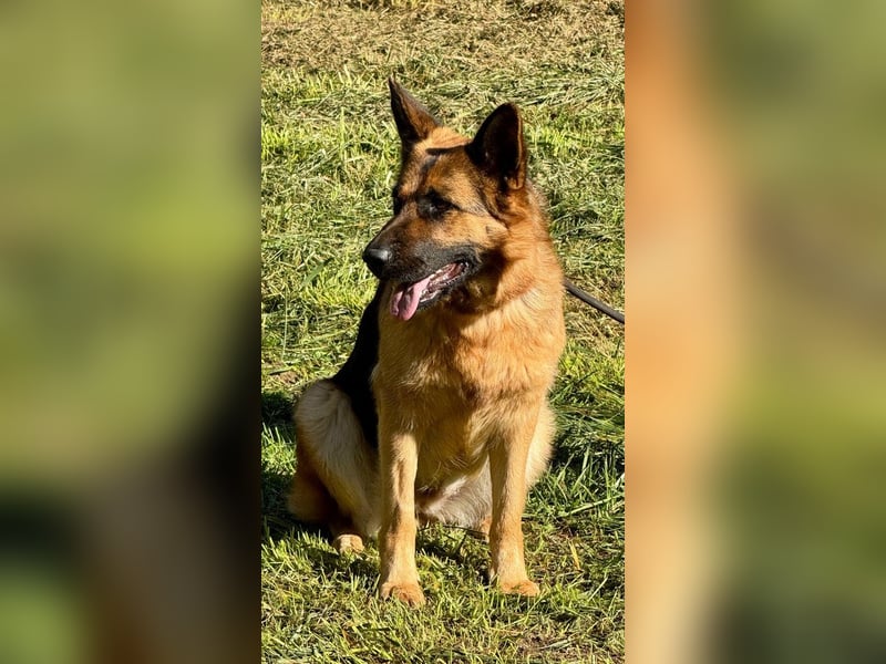 Lotte - (Dringend Pflegestelle oder Zuhause gesucht) Es ist eine Deutsche