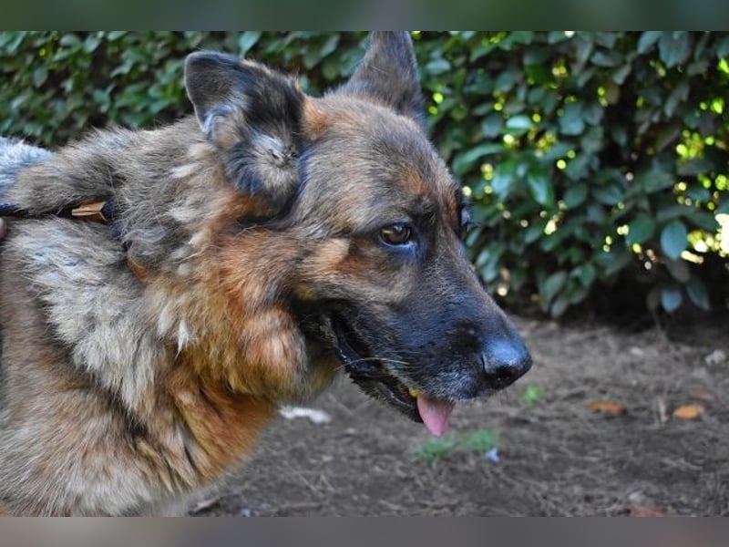 Diantha - Es ist alles still geworden