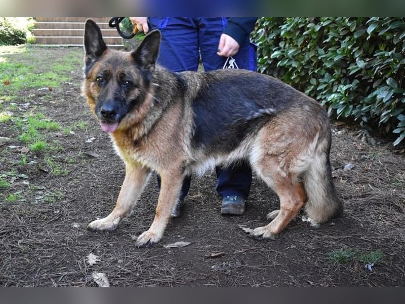 Diantha - Es ist alles still geworden