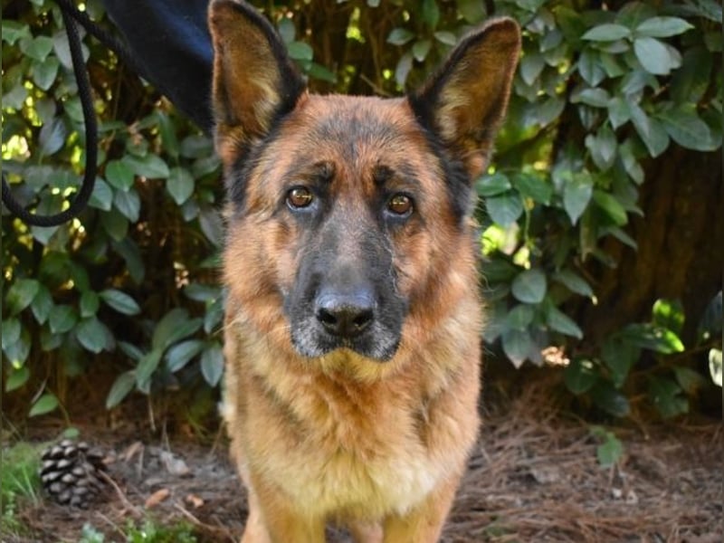 Diantha - Es ist alles still geworden