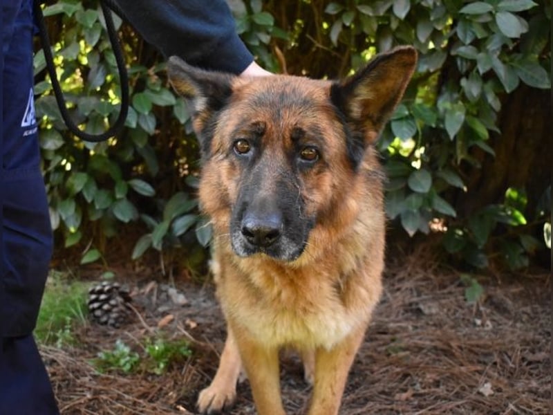 Diantha - Es ist alles still geworden