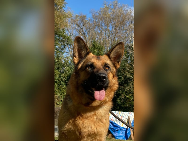 Lotte - (Dringend Pflegestelle oder Zuhause gesucht) Es ist eine Deutsche