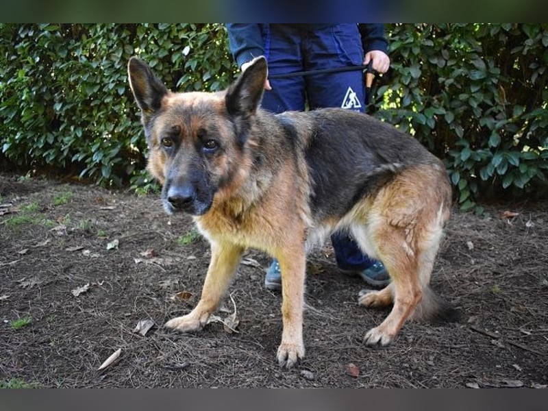 Diantha - Es ist alles still geworden