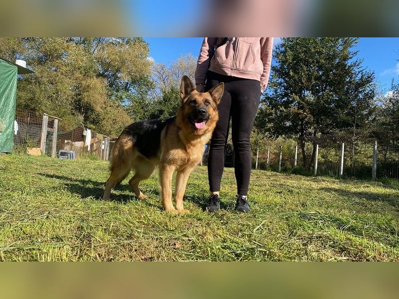 Lotte - (Dringend Pflegestelle oder Zuhause gesucht) Es ist eine Deutsche