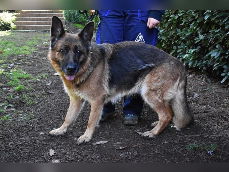 Diantha - Es ist alles still geworden