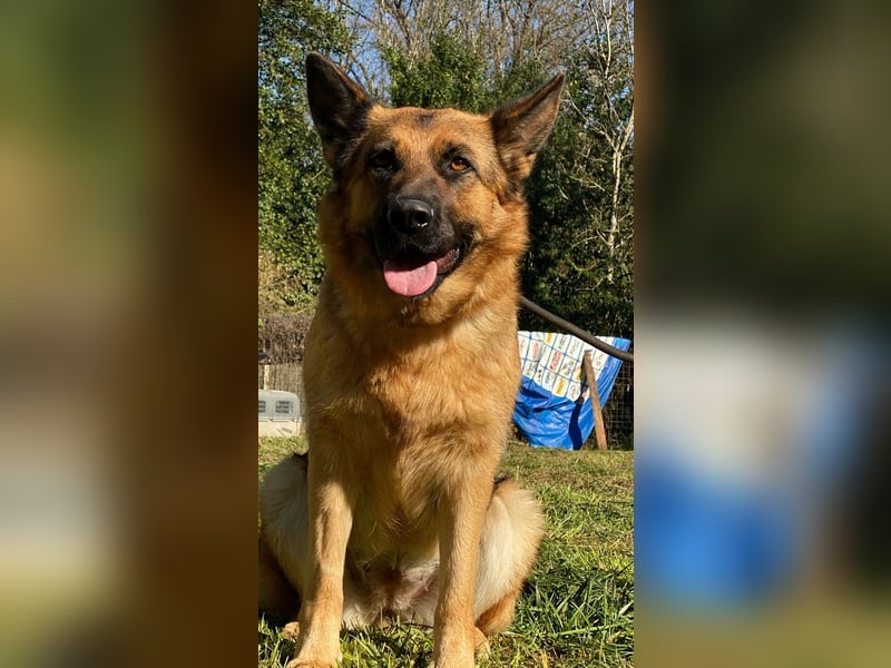 Lotte - (Dringend Pflegestelle oder Zuhause gesucht) Es ist eine Deutsche