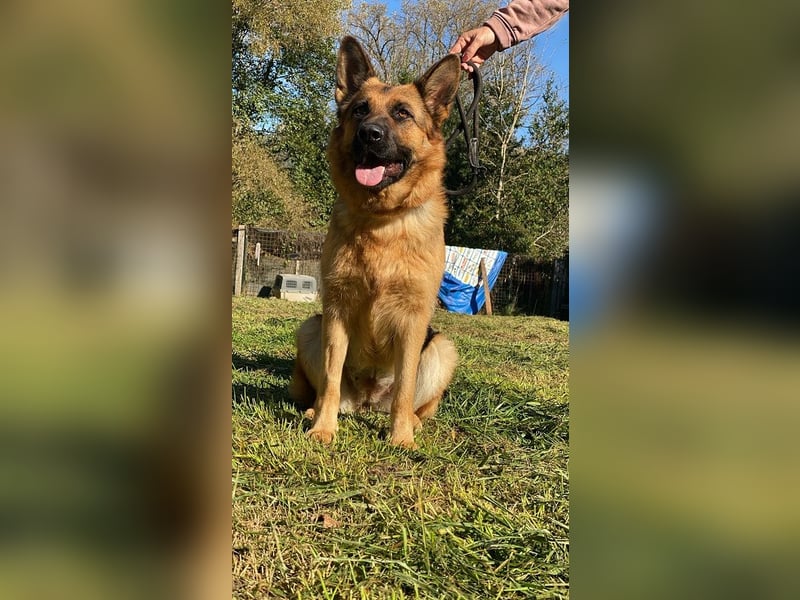 Lotte - (Dringend Pflegestelle oder Zuhause gesucht) Es ist eine Deutsche