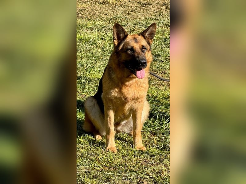 Lotte - (Dringend Pflegestelle oder Zuhause gesucht) Es ist eine Deutsche