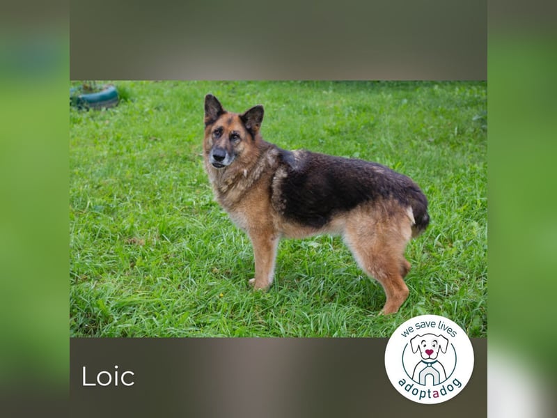 Loic 171975 sucht ein zu Hause