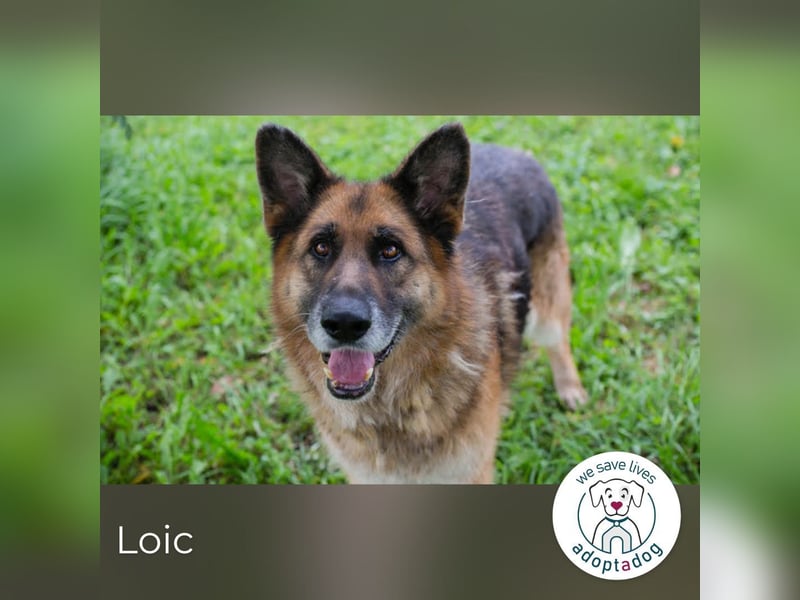 Loic 171975 sucht ein zu Hause
