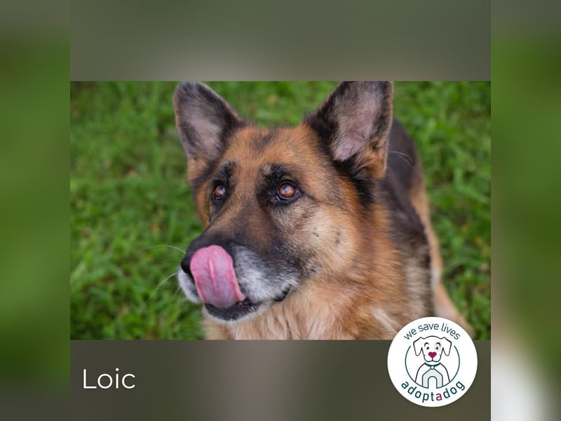 Loic 171975 sucht ein zu Hause
