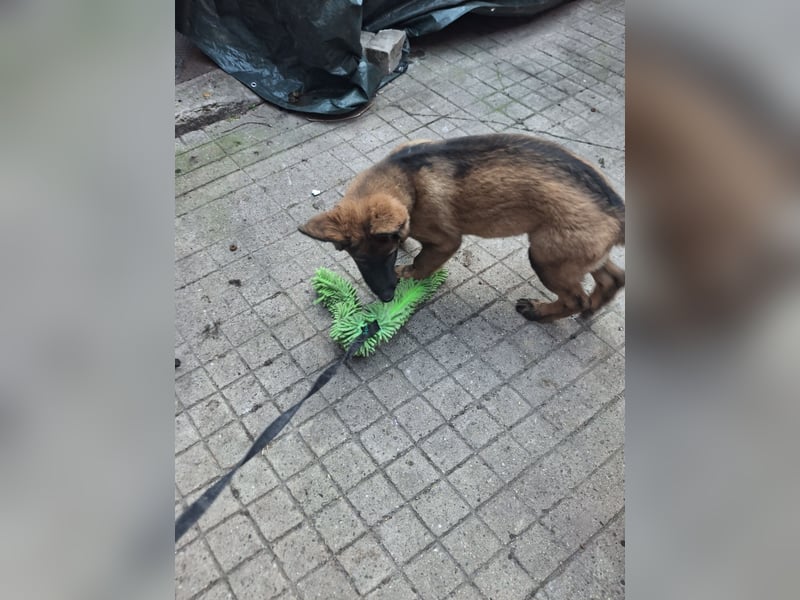 Deutsche Langhaarschäferhundewelpen abzugeben