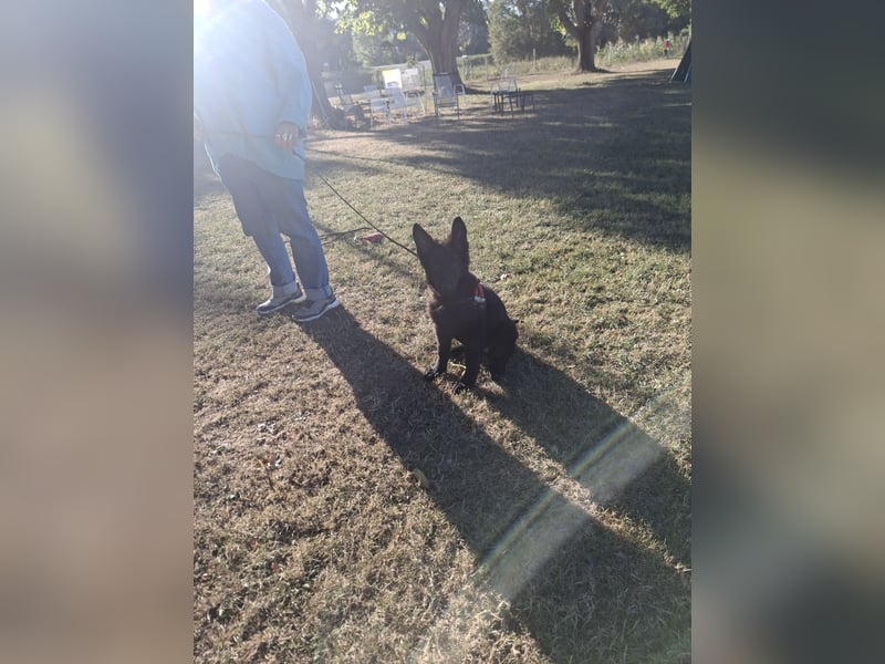 Deutsche Langhaarschäferhundewelpen abzugeben