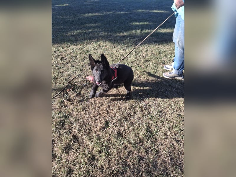 Deutsche Langhaarschäferhundewelpen abzugeben