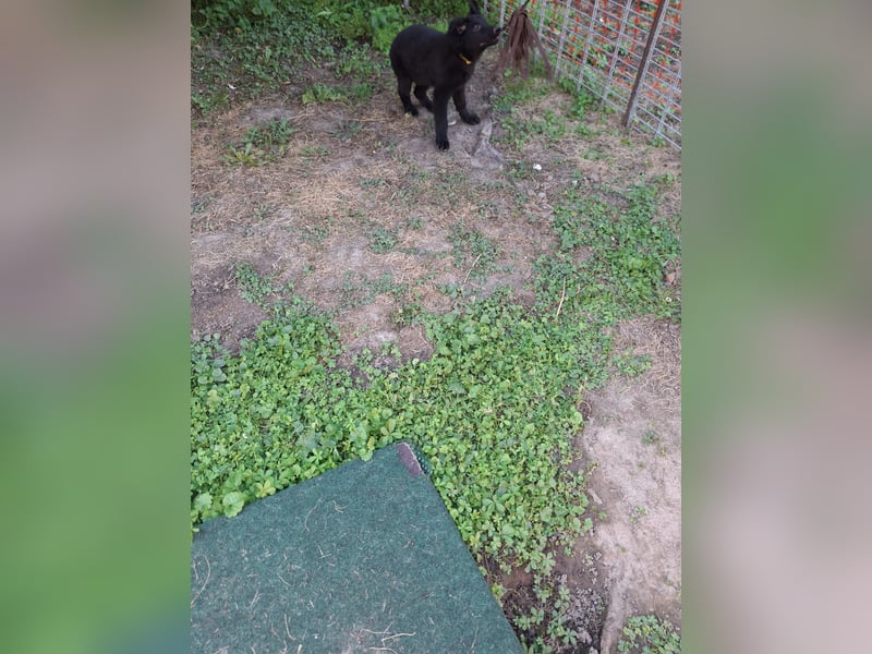 Deutsche Langhaarschäferhundewelpen abzugeben