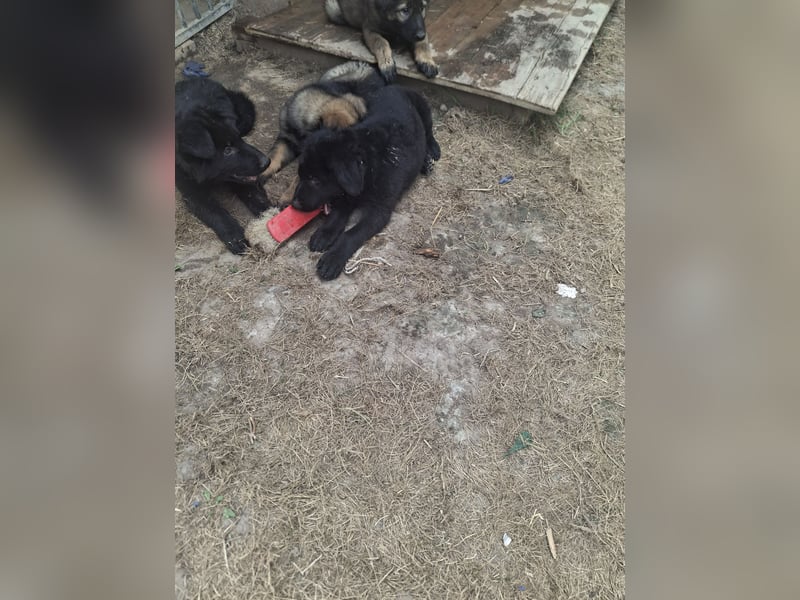 Deutsche Langhaarschäferhundewelpen abzugeben