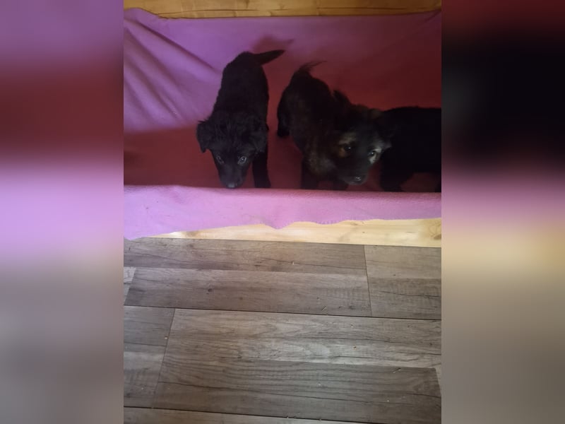 Deutsche Langhaarschäferhundewelpen abzugeben
