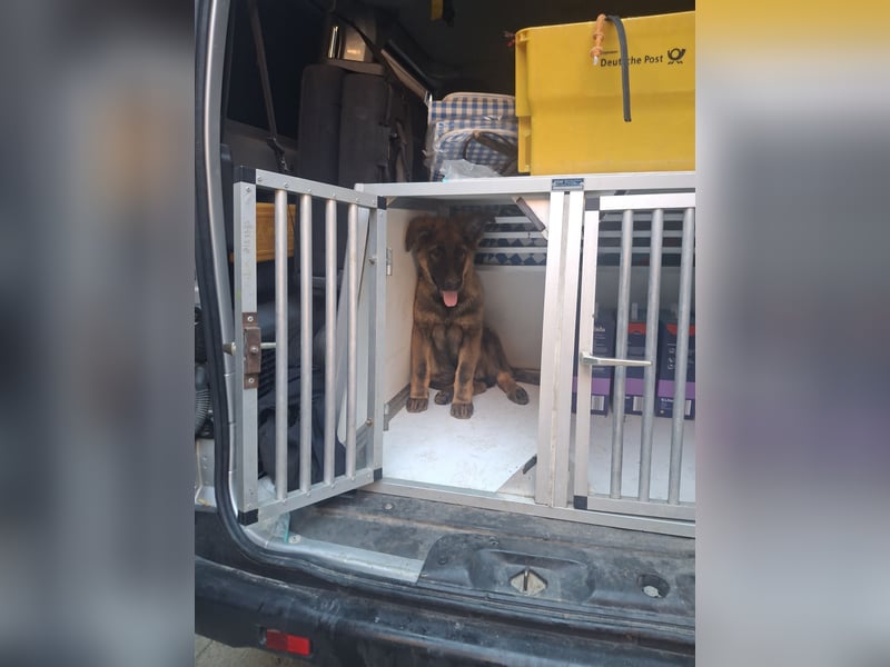 Deutsche Langhaarschäferhundewelpen abzugeben