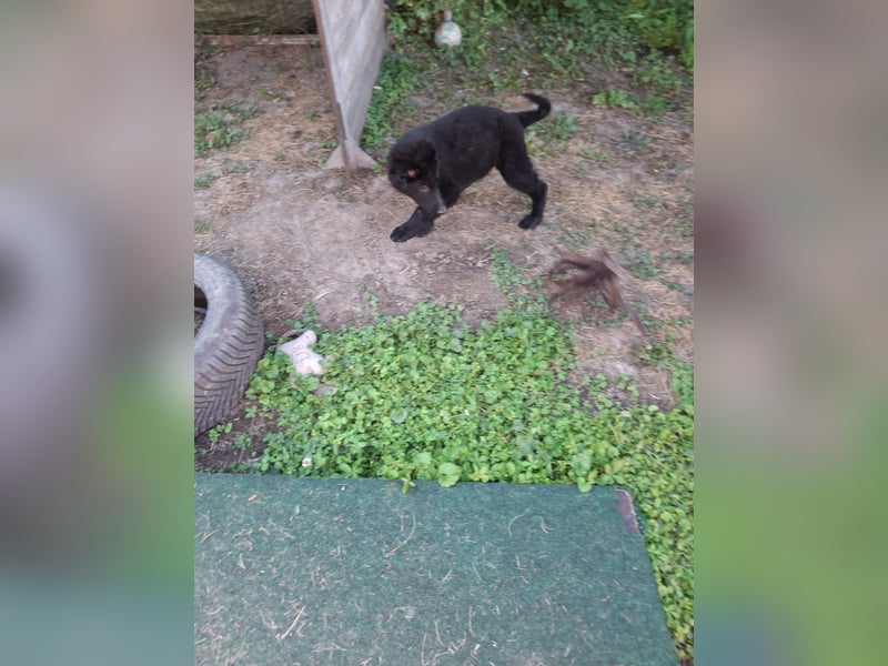 Deutsche Langhaarschäferhundewelpen abzugeben