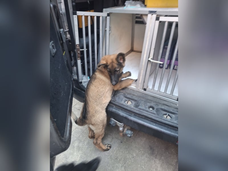 Deutsche Langhaarschäferhundewelpen abzugeben