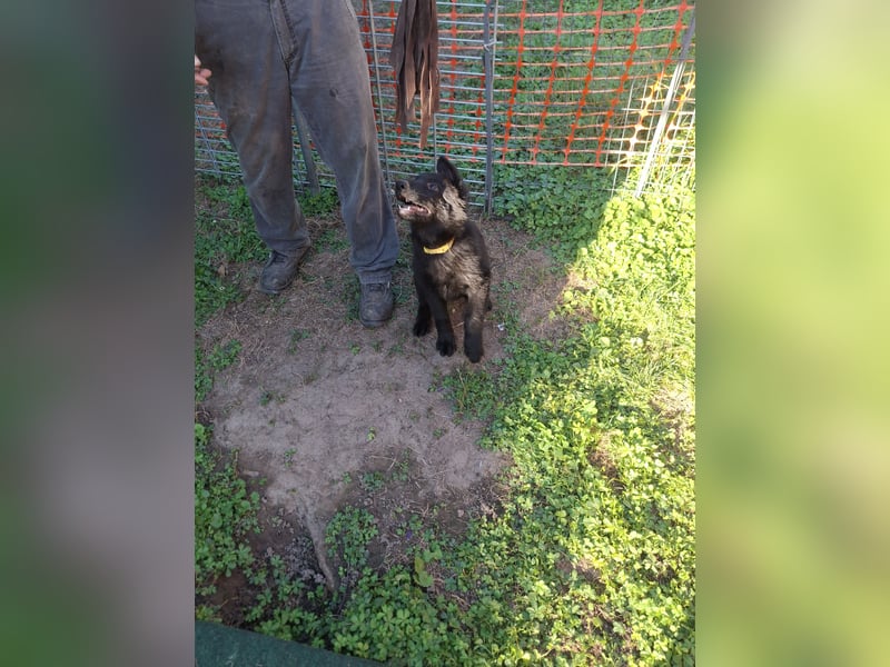 Deutsche Langhaarschäferhundewelpen abzugeben
