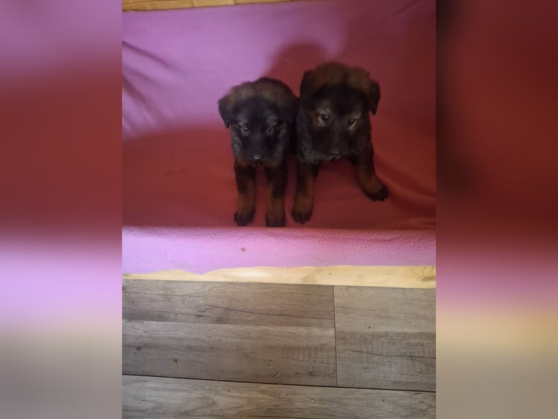 Deutsche Langhaarschäferhundewelpen abzugeben
