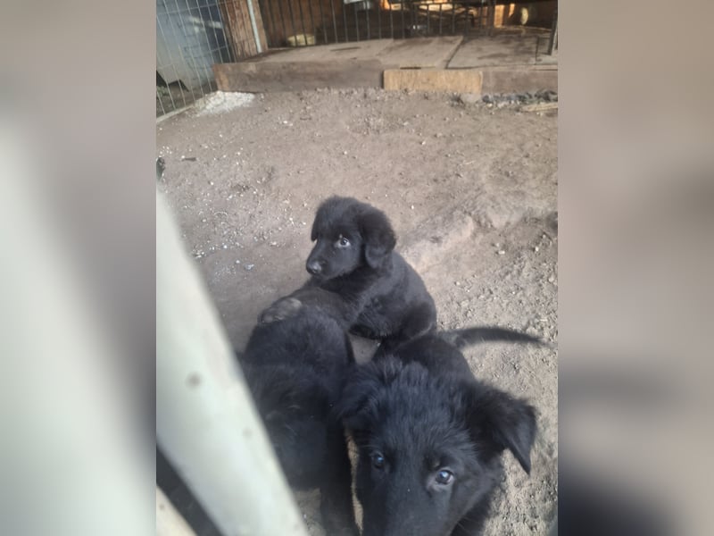 Deutsche Langhaarschäferhundewelpen abzugeben