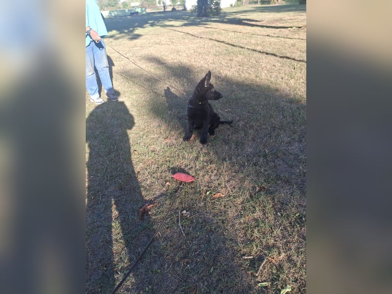 Deutsche Langhaarschäferhundewelpen abzugeben