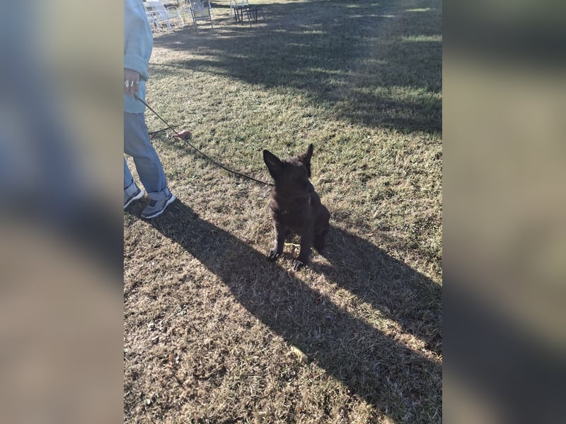 Deutsche Langhaarschäferhundewelpen abzugeben