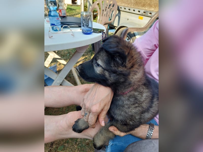 Deutsche Langhaarschäferhundewelpen abzugeben