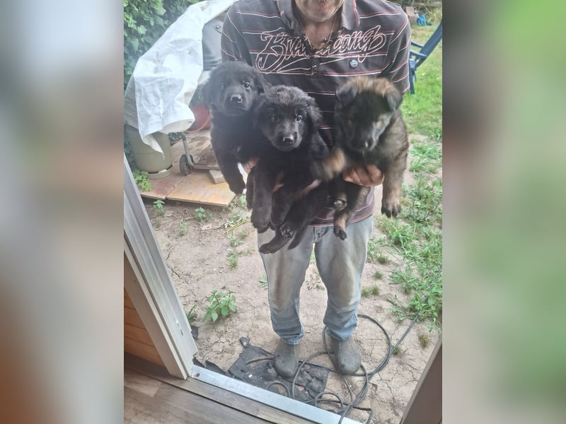 Deutsche Langhaarschäferhundewelpen abzugeben