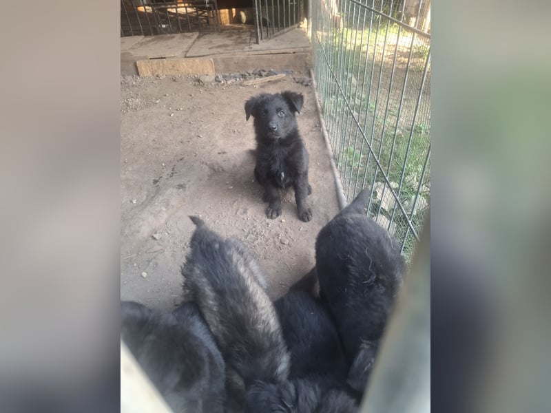 Deutsche Langhaarschäferhundewelpen abzugeben