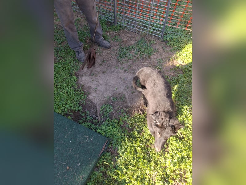 Deutsche Langhaarschäferhundewelpen abzugeben