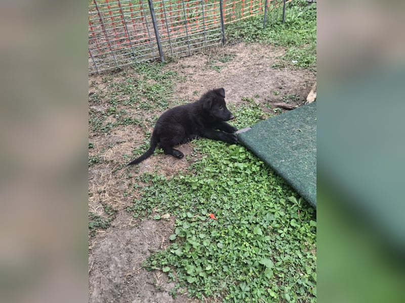 Deutsche Langhaarschäferhundewelpen abzugeben