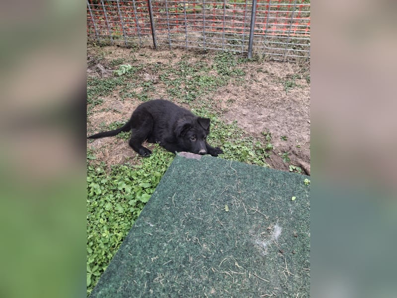 Deutsche Langhaarschäferhundewelpen abzugeben