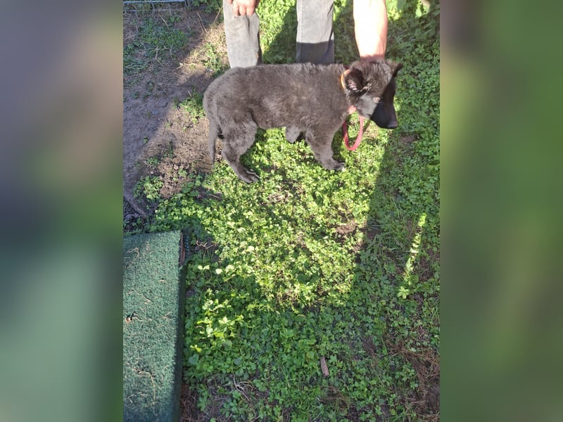 Deutsche Langhaarschäferhundewelpen abzugeben