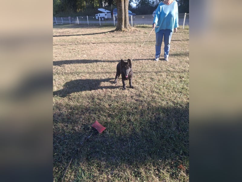 Deutsche Langhaarschäferhundewelpen abzugeben