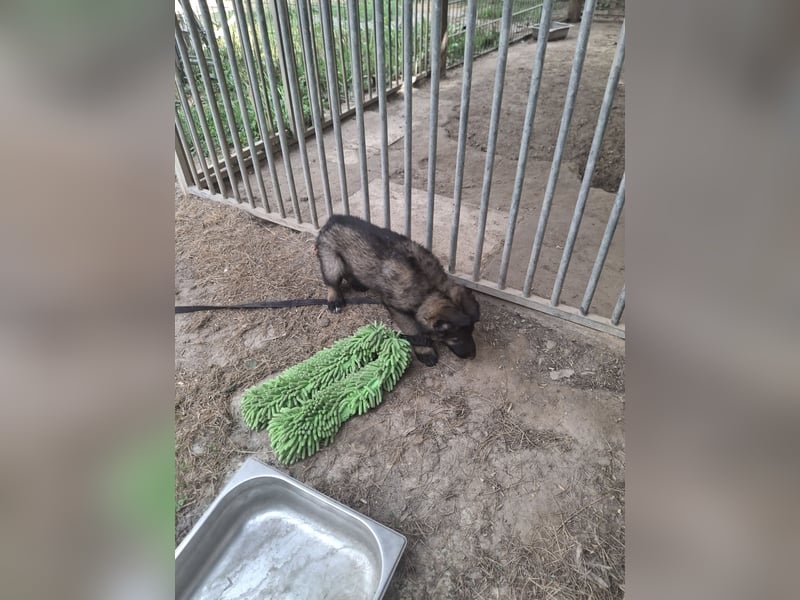 Deutsche Langhaarschäferhundewelpen abzugeben