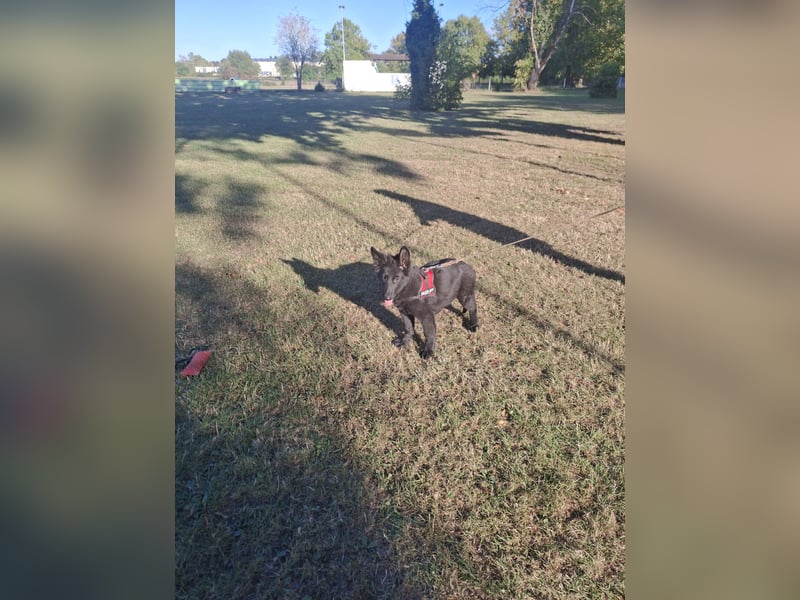 Deutsche Langhaarschäferhundewelpen abzugeben