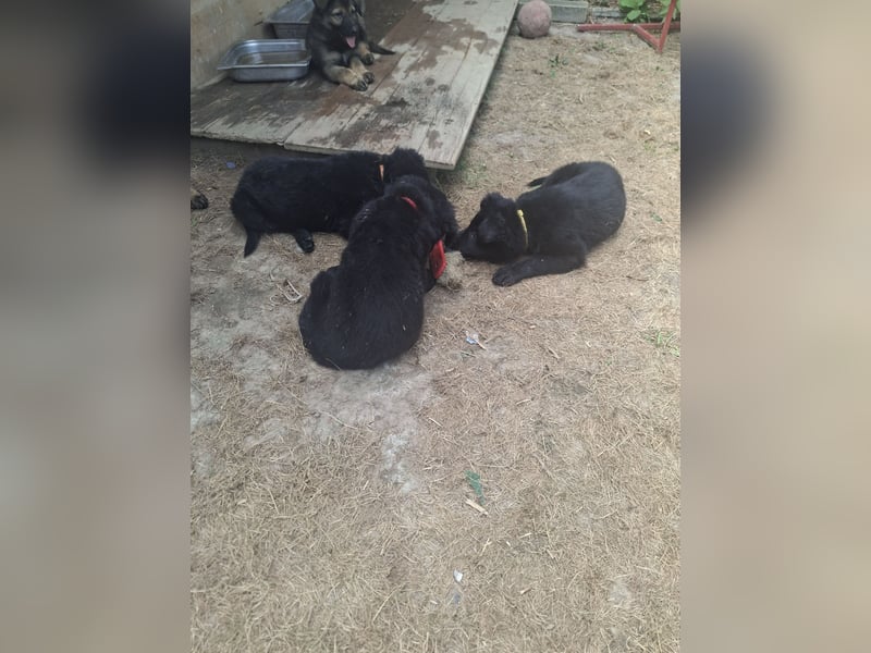 Deutsche Langhaarschäferhundewelpen abzugeben