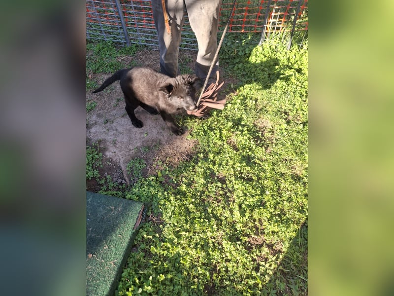 Deutsche Langhaarschäferhundewelpen abzugeben